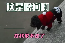 一只流浪狗跑到我家里来了不走了，我不知道要不要把它赶走？