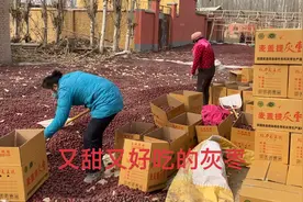 新疆喀什地区麦盖提县的枣