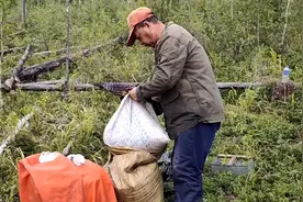 今天红豆价格达到了7.5一斤，又弄了两大袋子，发财了！视频封面