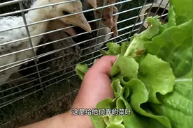 火鸡为什么叫菜鸡，鸡霸，看到这样的鸡你就知道为什么了！视频封面