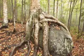 它是能和钢铁对垒的植物，由于作用太强，差点惨遭灭绝视频封面