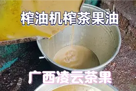 茶果现在一斤40元，今年果油不是很好榨出来油量不高视频封面