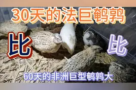 出生30天的1斤品种法巨型鹌鹑长势喜人，比60天的非洲鹌鹑还大！视频封面