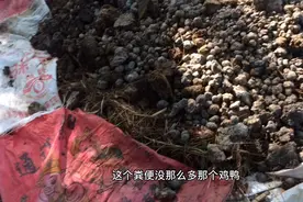 坤哥教你如何猪粪发酵，这样子做保证没问题视频封面