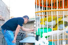 一对暗绿绣眼鸟被小伙买下，这个价格大家接受吗？