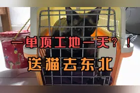 客户托运一只小猫给了750的运费，可把小伙高兴坏喽