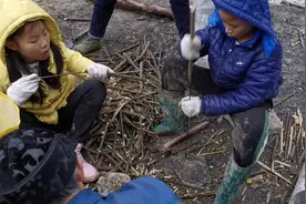 上山砍通花杆，是一种名贵中药材！有谁知道它的用处？