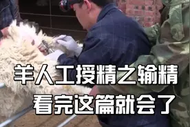羊人工授精之输精，看完还不会的多看几遍吧！