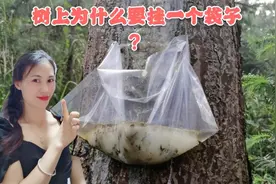 美女带你揭秘为什么树上要挂袋子？是树生病了还是另有原因？