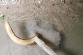 用这种工具抓黄鳝，竟然可以不用蚯蚓，这黄鳝也太好抓了吧？