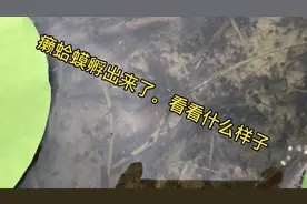 从第一天产卵，过去四天了。癞蛤蟆孵出来了。存活一小半。