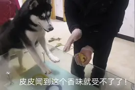 哈士奇没吃过屎，主人给二哈抓了一坨，二哈会吃吗？视频封面