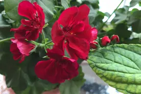 用厨房的这种废油养花，一个月使用一次方法对了，花花越开越艳！视频封面