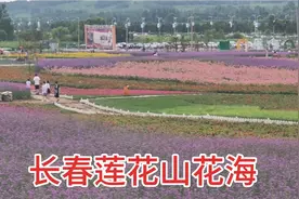 自驾来到长春莲花山花海，非常适合拍照的旅游圣地！门票30贵吗
