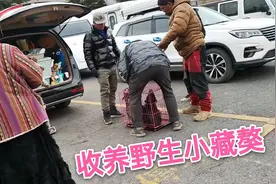 拉萨野生藏獒不再无家可归，感谢车友们收养，希望它们有个好归宿视频封面