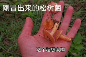 广西大山里三月长松树菌，你那有了吗？都是极品骨朵，太爽了