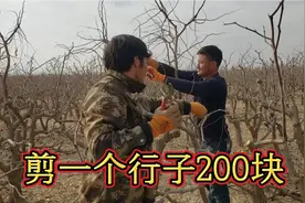 这些树为什么要用袋子包裹起来？他们一天能挣多少钱？