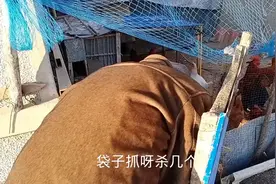 老爸抓鸡的动作挺快啊，老爸抓鸡时捡到一个宝贝