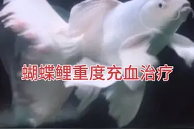 蝴蝶鲤重度充血治疗
