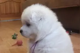 一个月大的萨摩耶，小奶音超萌，很迷人