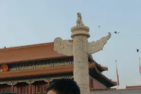 故宫和天安门为什么有这么多乌鸦，今天终于知道是什么原因了？