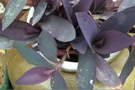 介绍一下紫竹梅