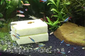 把过滤器材放鱼缸可行吗？说有用，也有用，但是不值得视频封面