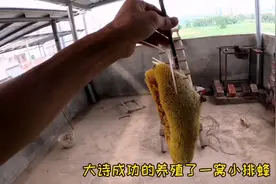 都说小排蜂不能养，大诗在自家楼顶养了一窝，这算成功了吗？