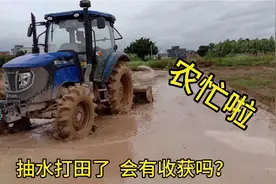 农田干旱，吕仔看到下雨立刻去抽水打田，勤劳的付出会有收获吗？