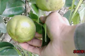 茶树的果实炸油太好了，能卖100块钱一斤，它的奇妙用途了解吗视频封面