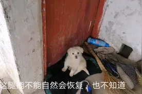 小狗才领养几天，腿就被别人车压断了，我惭愧。它腿能自己恢复？