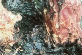 神奇的树桩。有水都能存活。而且越涨越大不长叶子。