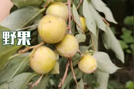 四川农村，路边发现长得像李子的野果，你认识吗视频封面