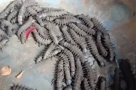 云南大理美食可以吃的虫子，你见过吗？