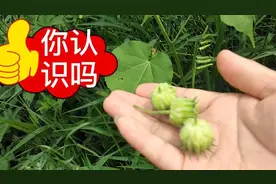 青麻，叶子和种子用途都很多，一起来了解一下吧       #重启#