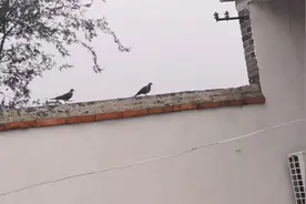 小斑鸠快乐无忧的童年视频封面