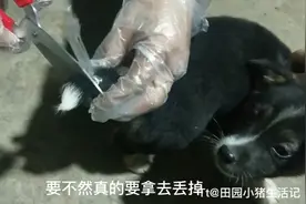 捡的小狗尾巴尖有白毛，老年人说不吉利，最终狠心把白色部分剪掉