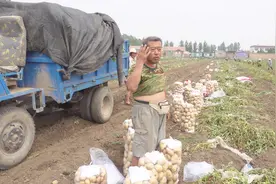 种20亩地土豆，一年能挣多少钱？农村大叔说出收入，不敢相信啊