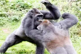 两只银背猩猩打架，下一秒游客却遭了罪，镜头记录惊险一幕！视频封面