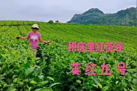 最美茶园！免费参观清远英德3000多亩美丽茶园，规模大非常壮观视频封面