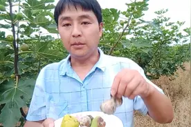 四川无花果技术员，无花果长了灰霉病，这两个巧方法轻松解决！视频封面