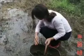 农村有一种菌子。听说只有打雷后才会有。市场上卖几十块一斤。