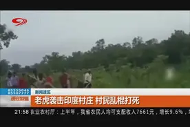 老虎袭击印度村庄被村民乱棍打死，四根肋骨骨折，死状凄惨视频封面