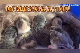 为何小奶猫都喜欢在妈妈屁屁下睡觉？