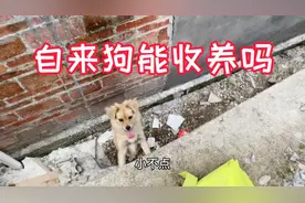 流浪的自来狗来家里两天，狗来家旺财招人喜欢，大家觉得收养吗？