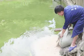 家里堆了100多斤米糠，小野扛一大麻袋去喂鱼，大小鱼都抢吃