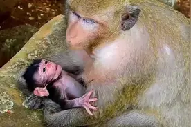 小猴张嘴示意母猴想要喝奶，而傻母猴不知道