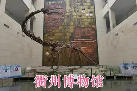 实拍衢州博物馆，带大家看真正的恐龙化石，太震撼了