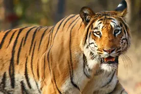 老虎处在食物链的顶端，那老虎最怕什么？视频封面