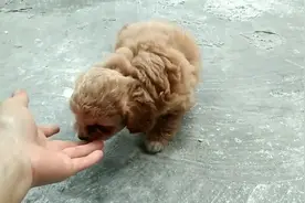 泰迪和中华田园犬后代，好可爱！